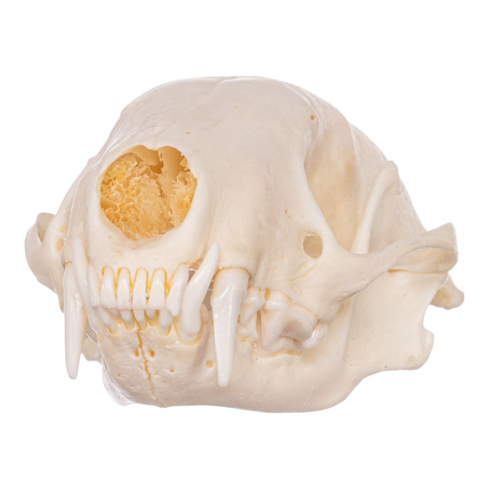 Real Striped Skunk Skeleton - Disarticulated
