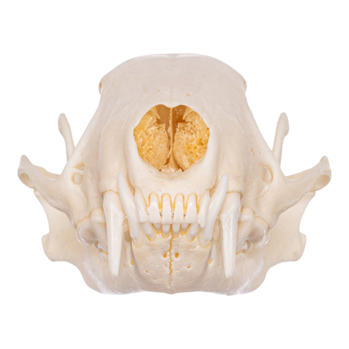 Real Striped Skunk Skeleton - Disarticulated