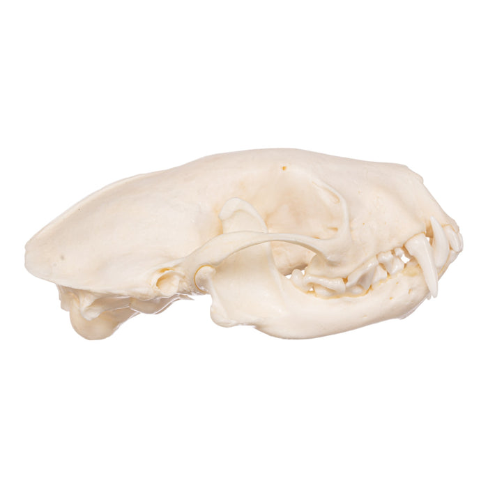 Real Striped Skunk Skeleton - Disarticulated