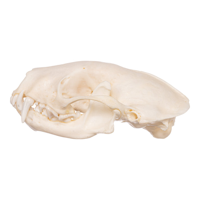 Real Striped Skunk Skeleton - Disarticulated