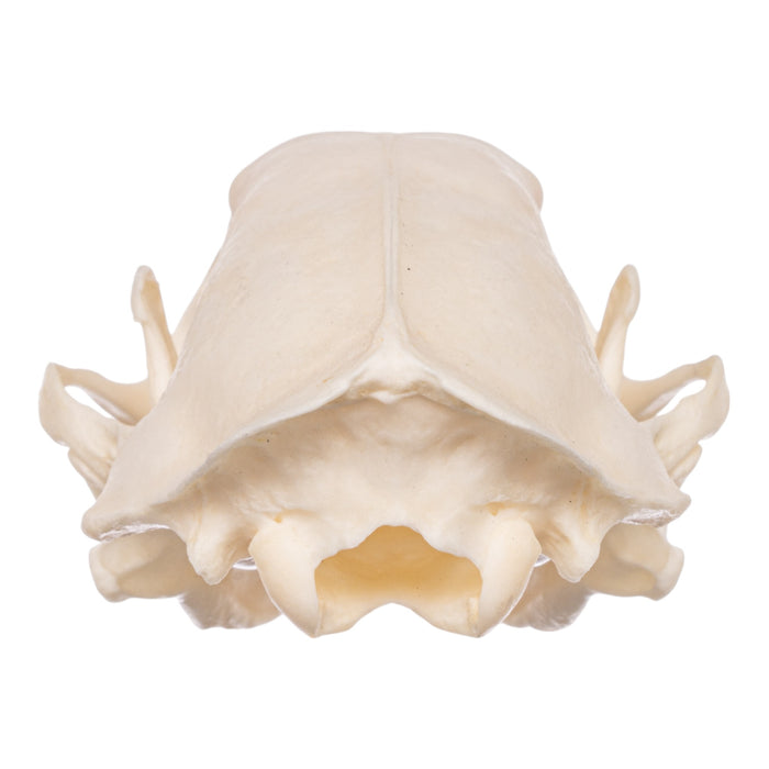 Real Striped Skunk Skeleton - Disarticulated