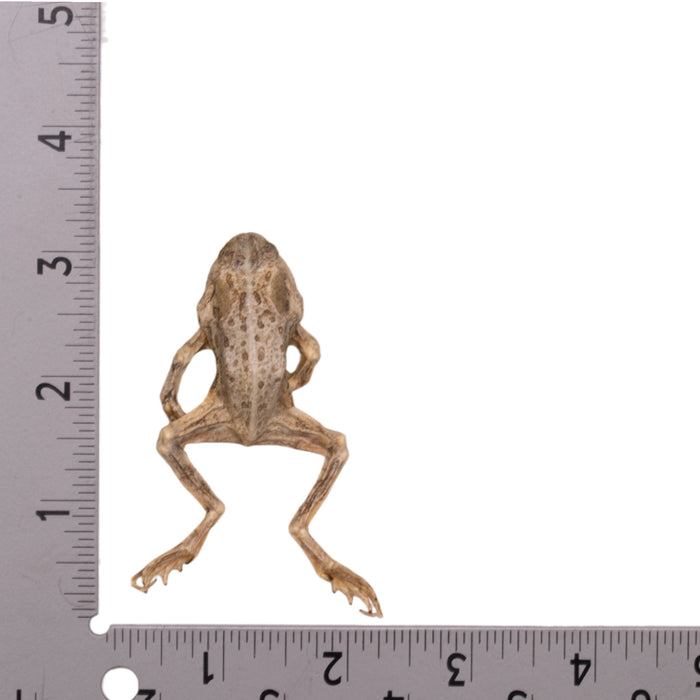 Real Freeze-dried Frog