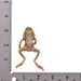 Real Freeze-dried Frog