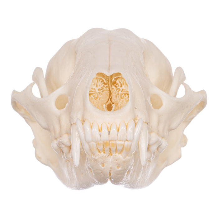 Real Raccoon Skeleton - Disarticulated
