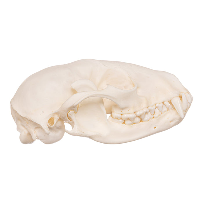 Real Raccoon Skeleton - Disarticulated