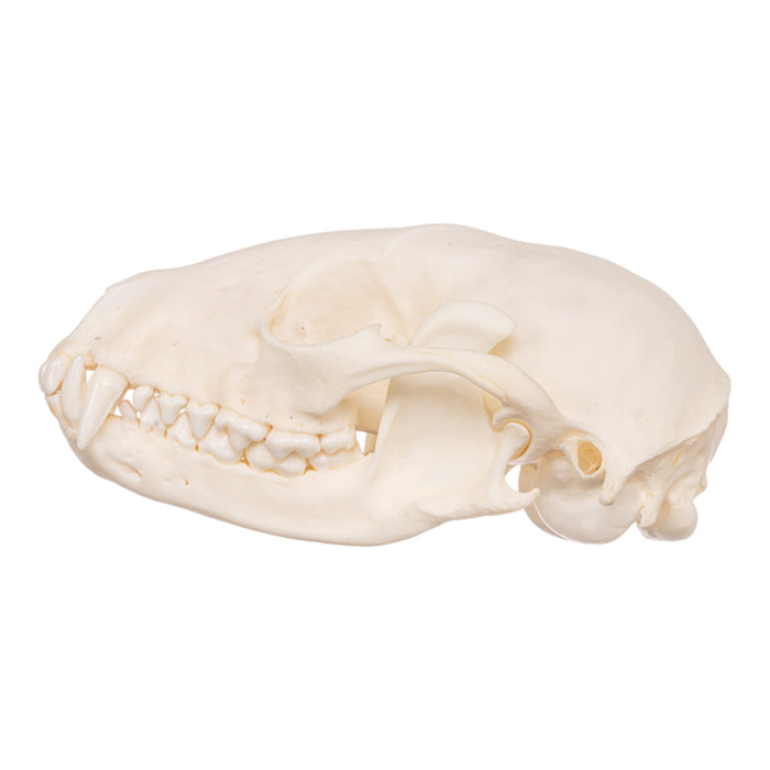 Real Raccoon Skeleton - Disarticulated