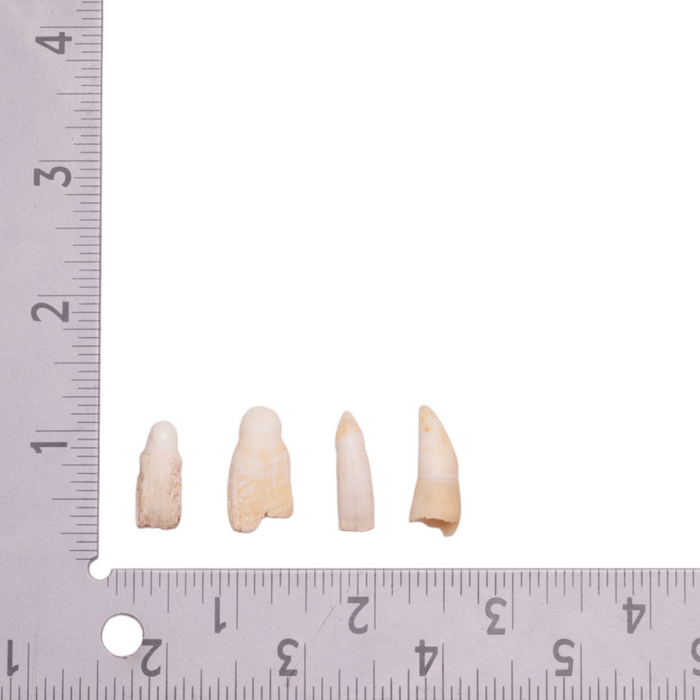Real Alligator Tooth