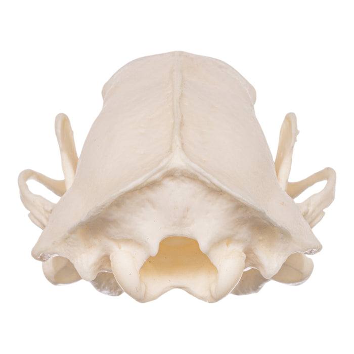 Real Striped Skunk Skeleton - Disarticulated