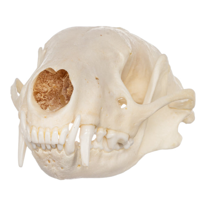 Real Striped Skunk Skeleton - Disarticulated