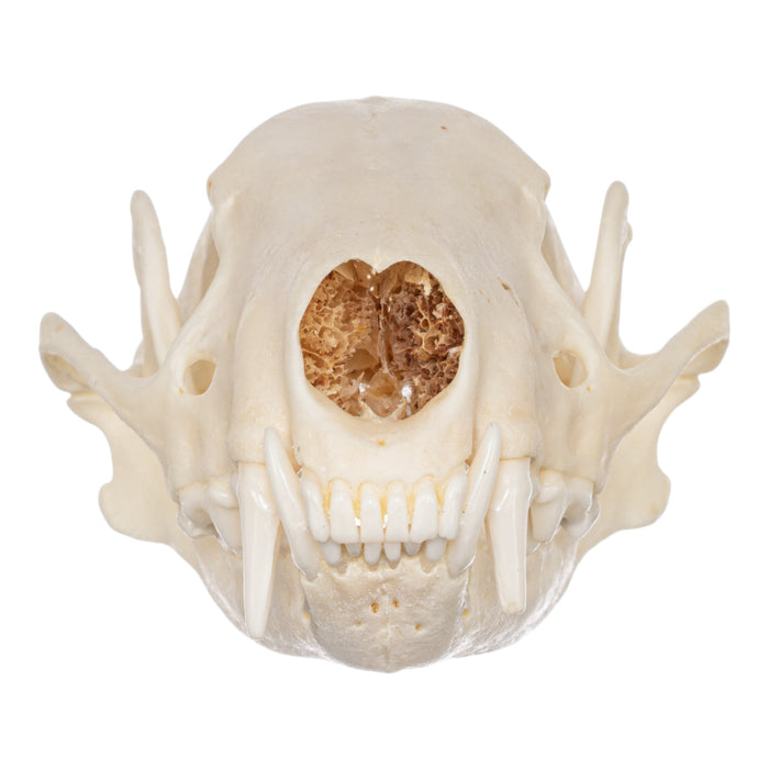 Real Striped Skunk Skeleton - Disarticulated