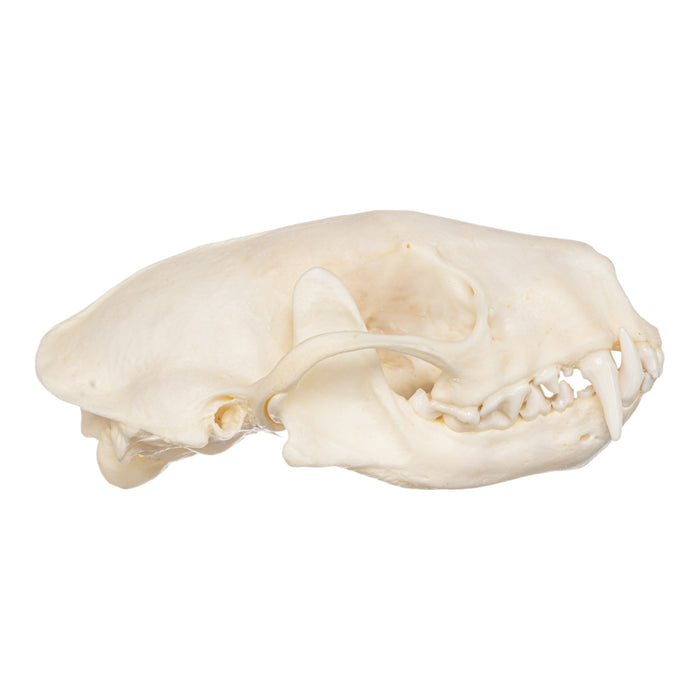 Real Striped Skunk Skeleton - Disarticulated