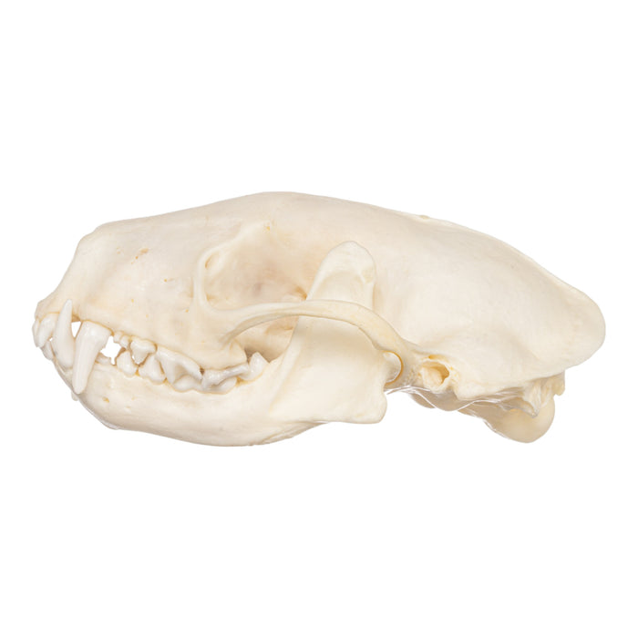 Real Striped Skunk Skeleton - Disarticulated