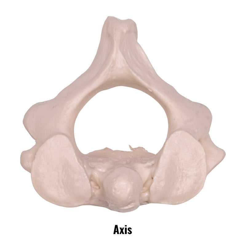 Replica Human Vertebra - Single