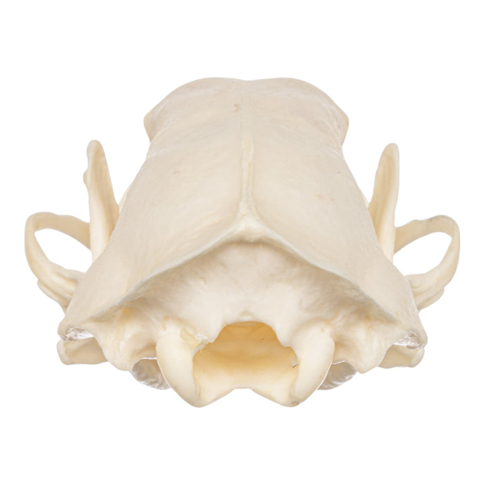 Real Striped Skunk Skeleton - Disarticulated