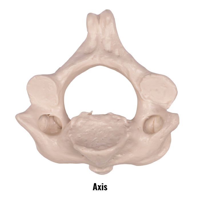 Replica Human Vertebra - Single