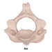 Replica Human Vertebra - Single