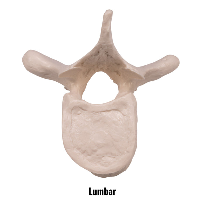 Replica Human Vertebra - Single