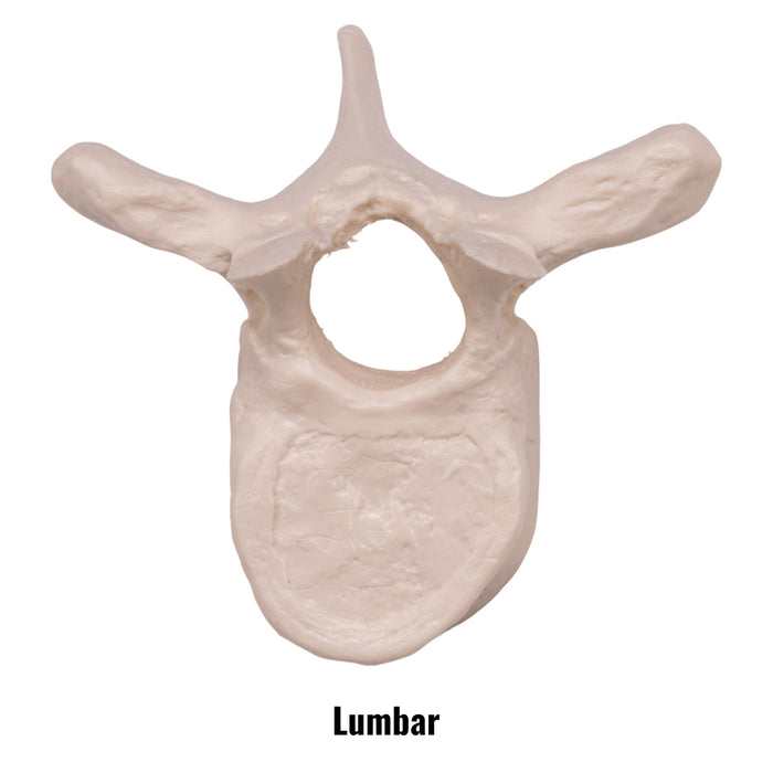 Replica Human Vertebra - Single