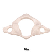 Replica Human Vertebra - Single