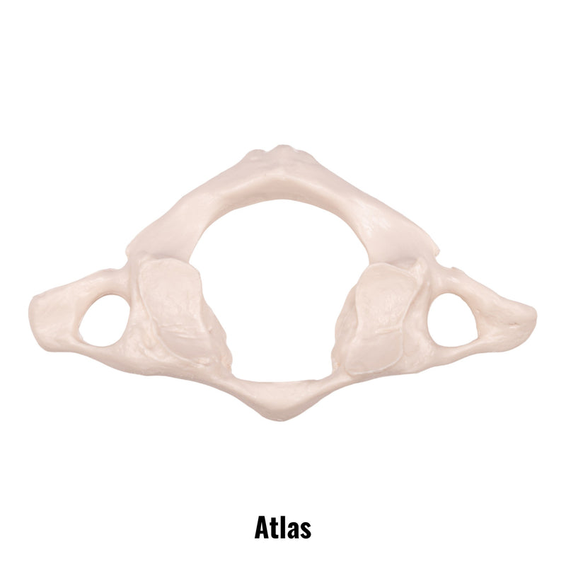 Replica Human Vertebra - Single