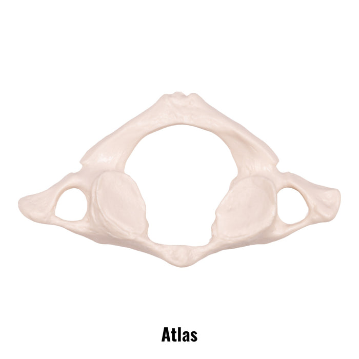 Replica Human Vertebra - Single Replica Human Vertebra - Single