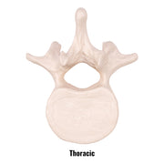 Replica Human Vertebra - Single
