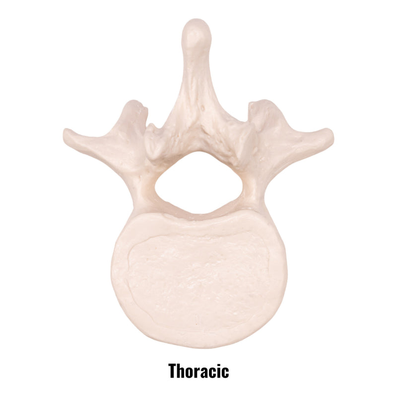 Replica Human Vertebra - Single