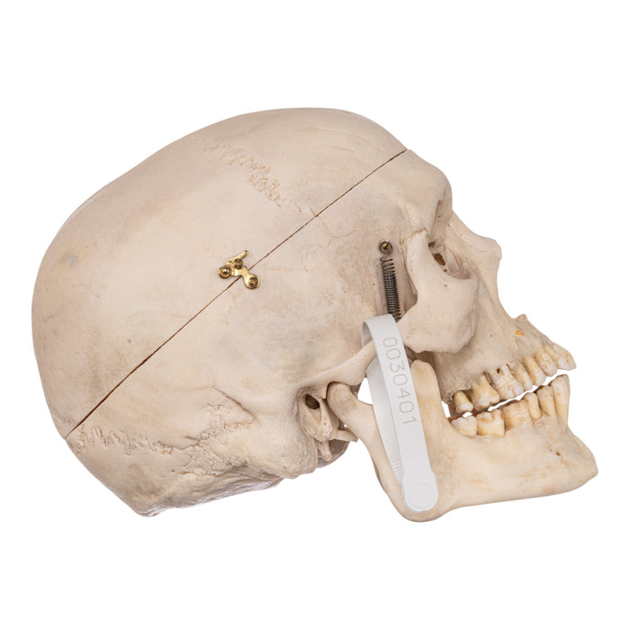 Real Human Skeleton - Disarticulated