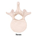 Replica Human Vertebra - Single
