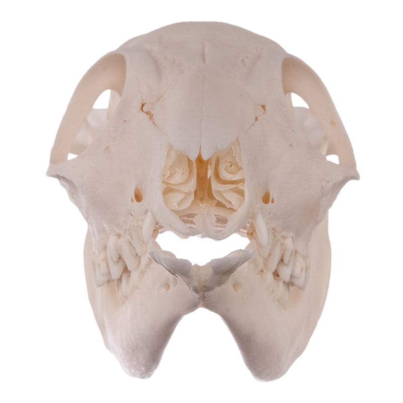 Real Water Chevrotain Skull - Female