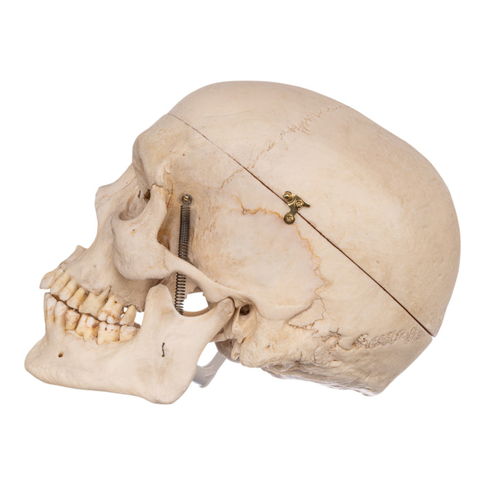 Real Human Skeleton - Disarticulated