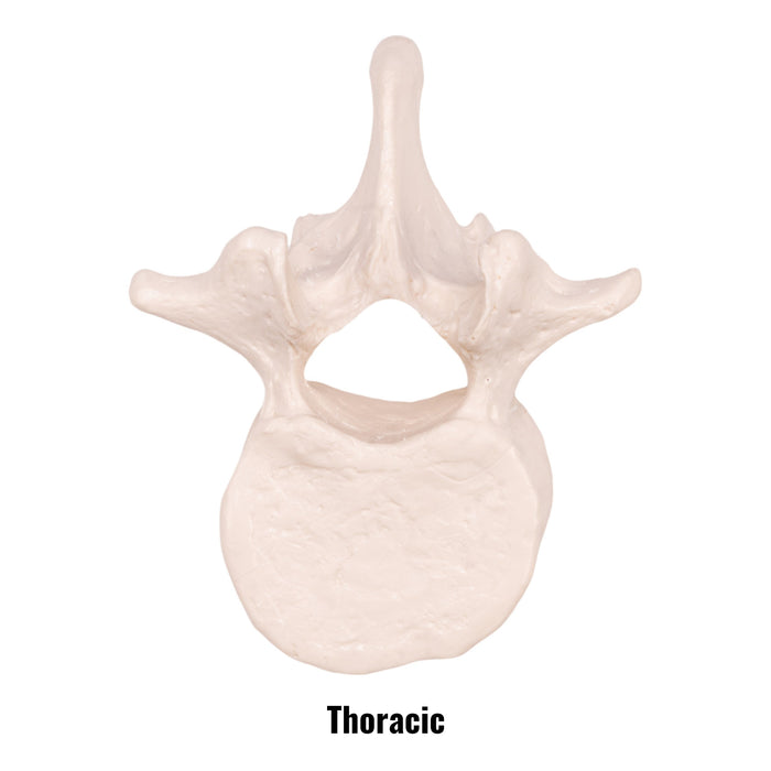 Replica Human Vertebra - Single