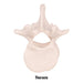 Replica Human Vertebra - Single