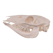 Real Water Chevrotain Skull - Female