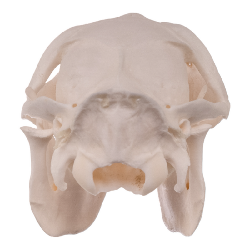 Real Water Chevrotain Skull - Female