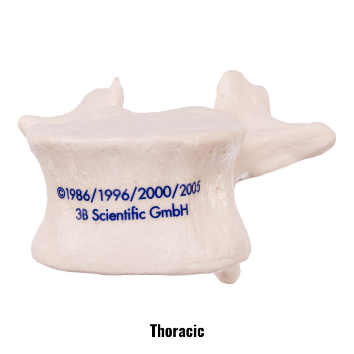 Replica Human Vertebra - Single