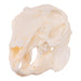 Real Eastern Cottontail Skull
