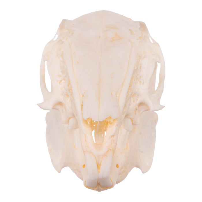 Real Eastern Cottontail Skull