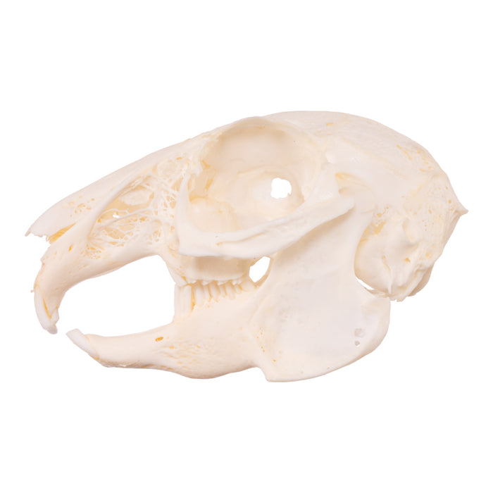 Real Eastern Cottontail Skull