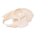 Real Eastern Cottontail Skull