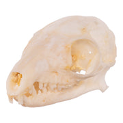 Real Tree Shrew Skull