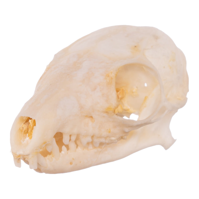 Real Tree Shrew Skull