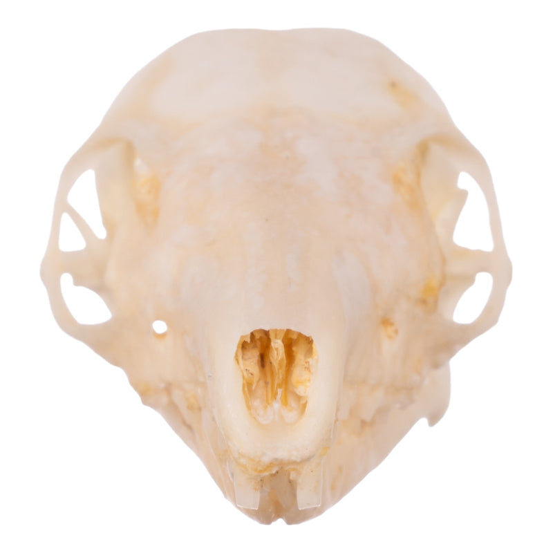 Real Tree Shrew Skull
