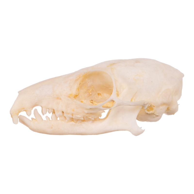 Real Tree Shrew Skull