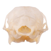 Real Tree Shrew Skull