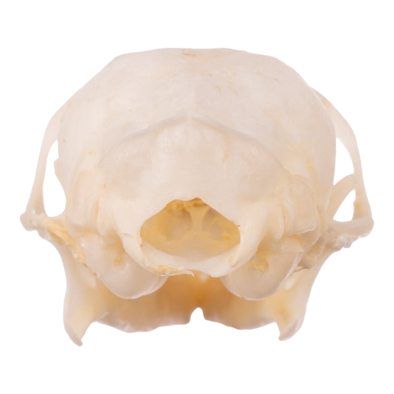 Real Tree Shrew Skull