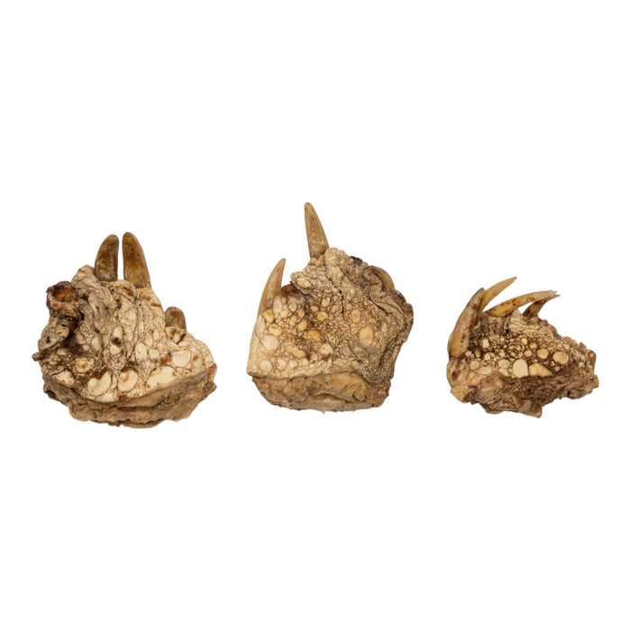 Real Bag-O-Snapping Turtle Feet