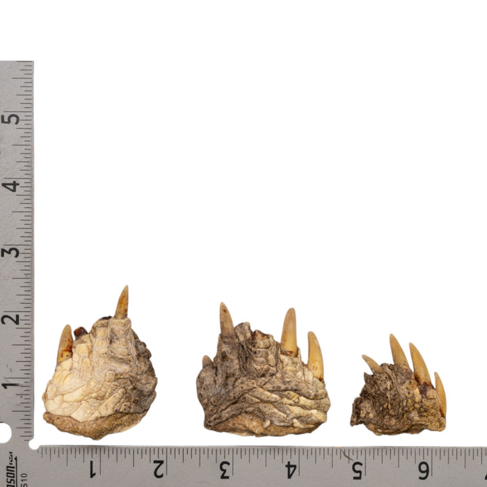 Real Bag-O-Snapping Turtle Feet