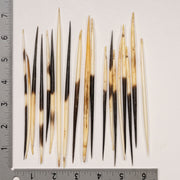 Real African Crested Porcupine Quill - Medium (4.5-7") - Single