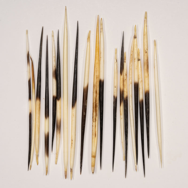 Real African Crested Porcupine Quill - Medium (4.5-7") - Single